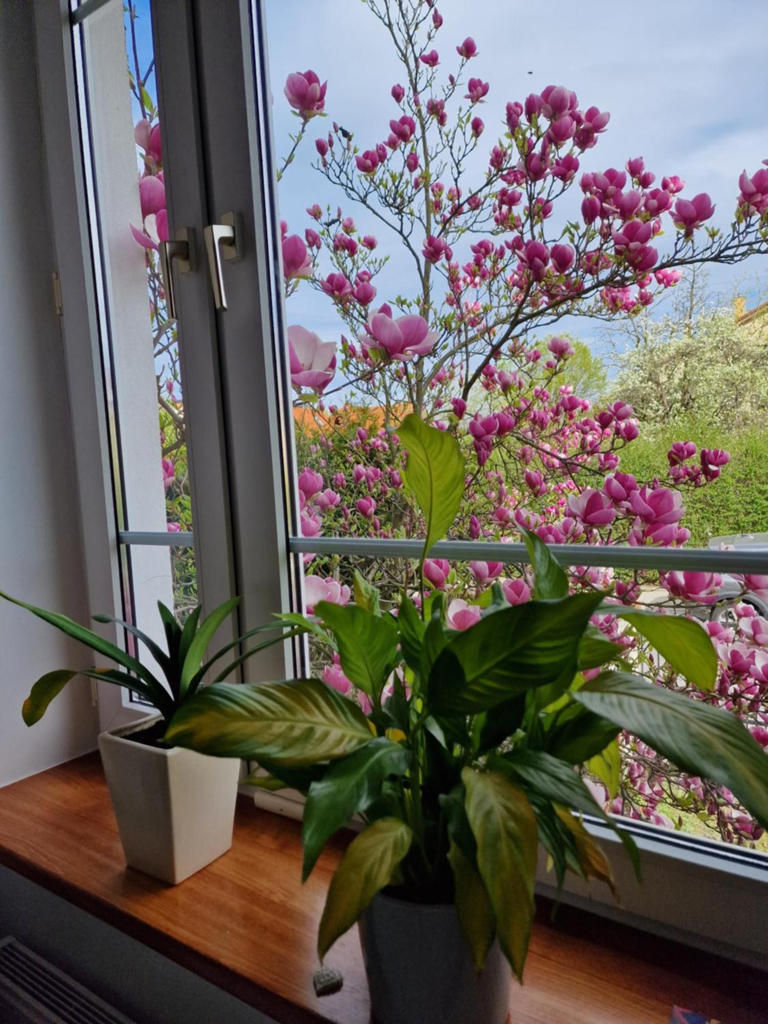 Apartament Magnolia سوبوت المظهر الخارجي الصورة